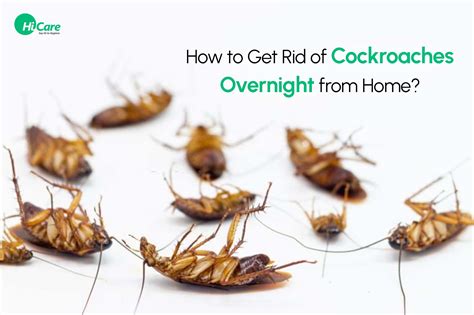 How to get rid of roaches overnight diy. Things To Know About How to get rid of roaches overnight diy. 